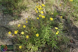 Hieracium umbellatum (9).jpg_product